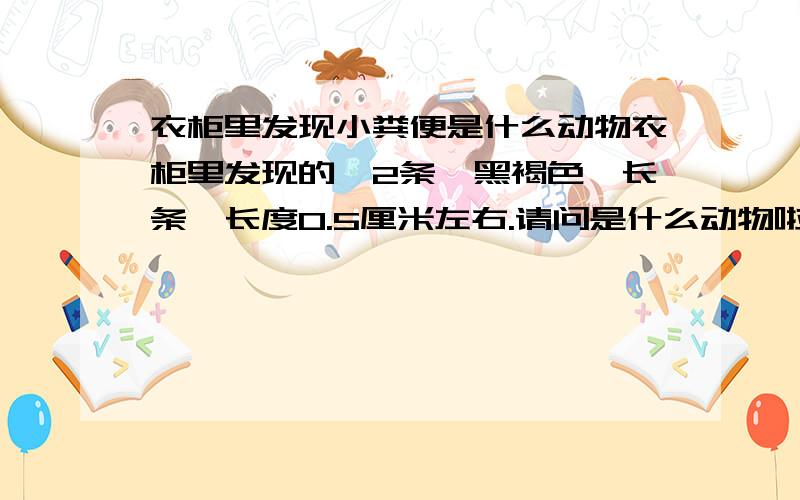 衣柜里发现小粪便是什么动物衣柜里发现的,2条,黑褐色,长条,长度0.5厘米左右.请问是什么动物啦.