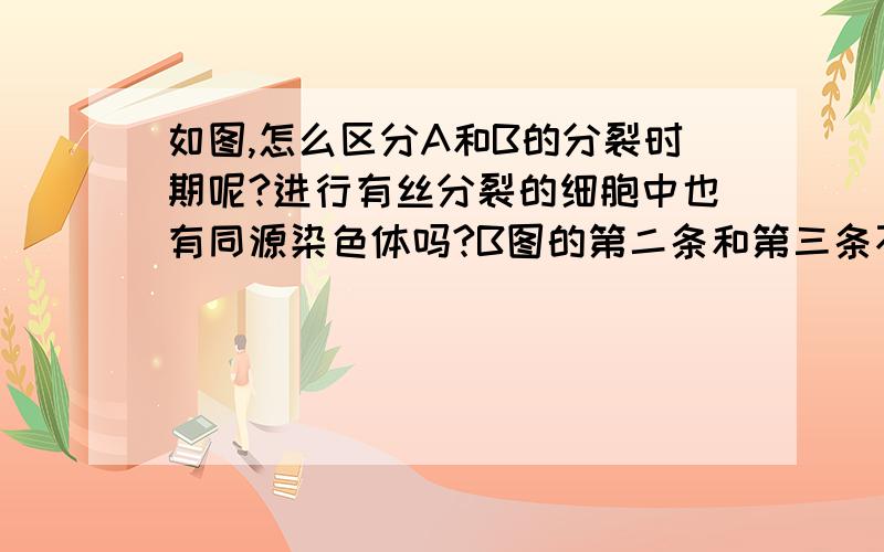 如图,怎么区分A和B的分裂时期呢?进行有丝分裂的细胞中也有同源染色体吗?B图的第二条和第三条不属于同源染色体吗？