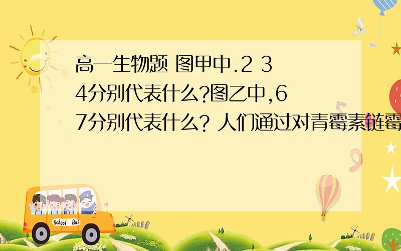 高一生物题 图甲中.2 3 4分别代表什么?图乙中,6 7分别代表什么? 人们通过对青霉素链霉素四高一生物题 图甲中.2 3 4分别代表什么?图乙中,6 7分别代表什么? 人们通过对青霉素链霉素四环素氯霉