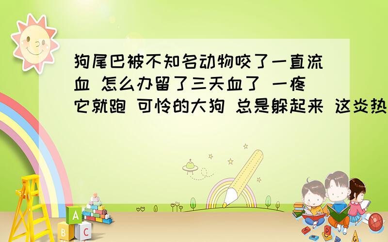 狗尾巴被不知名动物咬了一直流血 怎么办留了三天血了 一疼它就跑 可怜的大狗 总是躲起来 这炎热的夏天怎么帮它治啊