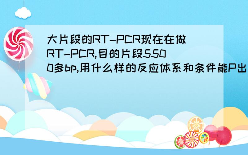 大片段的RT-PCR现在在做RT-PCR,目的片段5500多bp,用什么样的反应体系和条件能P出来啊?..希望知道或做过这方面实验的帮帮忙,如果p出来,下一步用什么载体连接最好,实验室里有T3、pMD19-Tps：我的