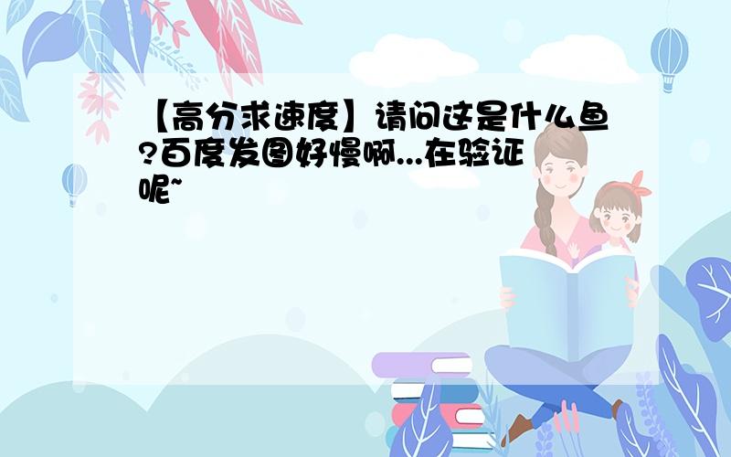 【高分求速度】请问这是什么鱼?百度发图好慢啊...在验证呢~