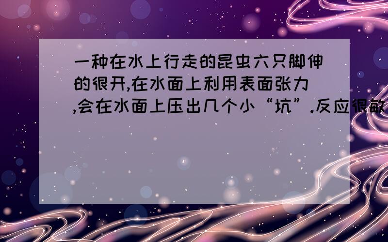 一种在水上行走的昆虫六只脚伸的很开,在水面上利用表面张力,会在水面上压出几个小“坑”.反应很敏捷,难以抓到,一秒钟可以窜出去半米多,根据涟漪来看大约十分米多蹦一下,有四五个涟漪