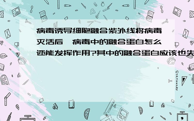 病毒诱导细胞融合紫外线将病毒灭活后,病毒中的融合蛋白怎么还能发挥作用?其中的融合蛋白应该也失活了吧