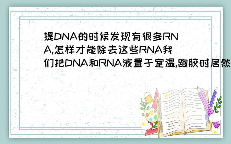 提DNA的时候发现有很多RNA,怎样才能除去这些RNA我们把DNA和RNA液置于室温,跑胶时居然没有了DNA,不知道为什么,按理说应该是RNA容易降解啊,怎么之前的DNA却没有了