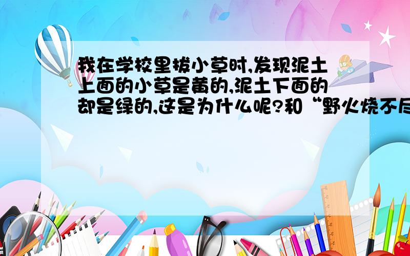 我在学校里拔小草时,发现泥土上面的小草是黄的,泥土下面的却是绿的,这是为什么呢?和“野火烧不尽,春风吹又生”有关系吗?