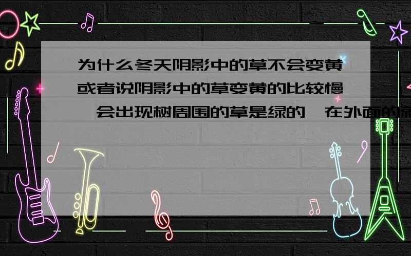 为什么冬天阴影中的草不会变黄或者说阴影中的草变黄的比较慢,会出现树周围的草是绿的,在外面的就是黄的了在此说明这种草就是一般绿化中用的草，并没有特别的，同时阴影中的草和外