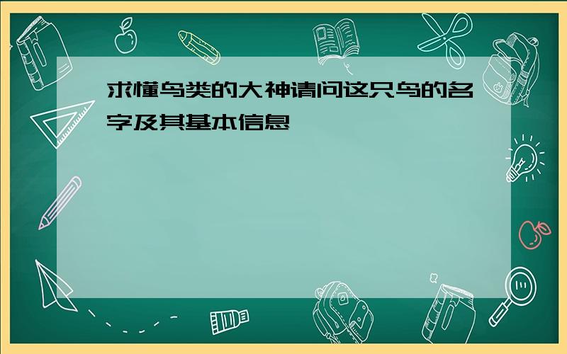 求懂鸟类的大神请问这只鸟的名字及其基本信息