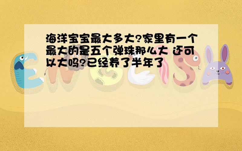 海洋宝宝最大多大?家里有一个最大的是五个弹珠那么大 还可以大吗?已经养了半年了