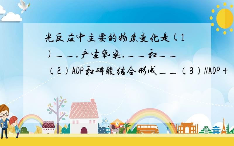 光反应中主要的物质变化是(1)__,产生氧气,__和__ （2）ADP和磷酸结合形成__（3）NADP+(__)与__和__结合形成__(__)