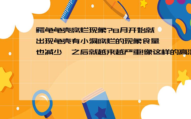 鳄龟龟壳腐烂现象?8月开始就出现龟壳有小洞腐烂的现象食量也减少,之后就越来越严重!像这样的高温天气,可不可以用比较底温的清水去泡,龟脚肿疼的现象!这样的现象有什么办法治疗,