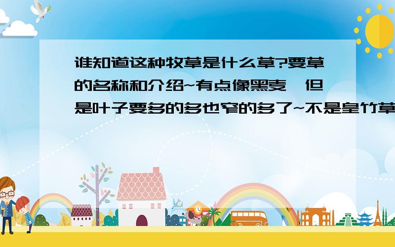 谁知道这种牧草是什么草?要草的名称和介绍~有点像黑麦,但是叶子要多的多也窄的多了~不是皇竹草,此草只有叶子没有杆子,黑麦草好像也有有杆子的,我再次声明此草没有杆子,叶子比黑麦要