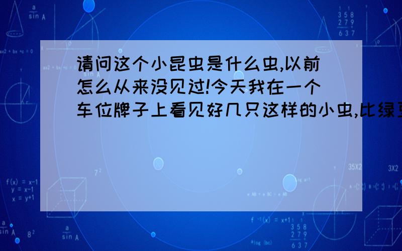 请问这个小昆虫是什么虫,以前怎么从来没见过!今天我在一个车位牌子上看见好几只这样的小虫,比绿豆都要小一点,全身白色,大概有6-8只脚,尾巴成凤凰状.而且能飞和跳!——我明明拍了很多