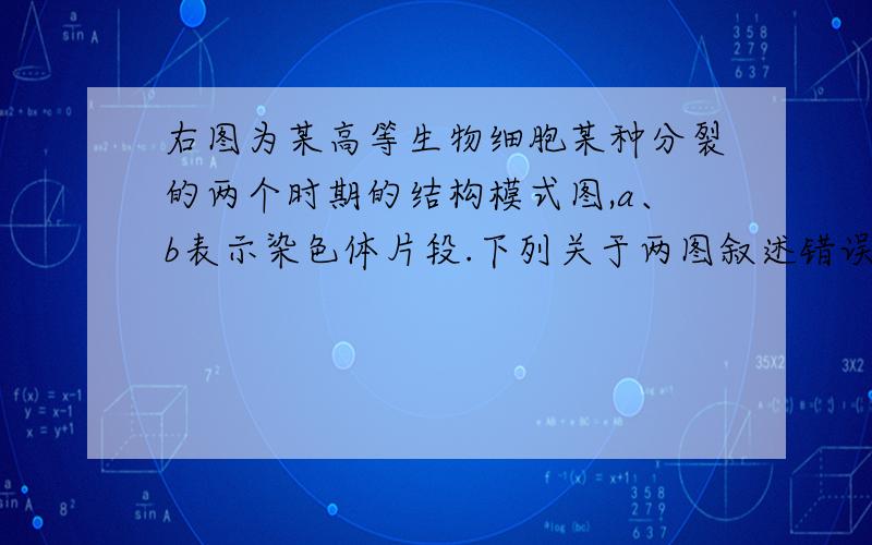 右图为某高等生物细胞某种分裂的两个时期的结构模式图,a、b表示染色体片段.下列关于两图叙述错误的是    右图为某高等生物细胞某种分裂的两个时期的结构模式图,a、b表示染色体片段.下