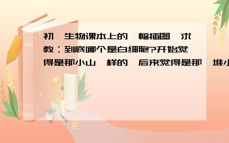 初一生物课本上的一幅插图,求教：到底哪个是白细胞?开始觉得是那小山一样的,后来觉得是那一堆小球样的~开始觉得是小山样的，白细胞，有个“白”字嘛；课本翻过来，有张白细胞的图，