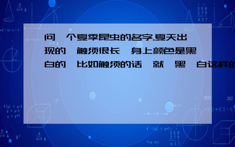 问一个夏季昆虫的名字.夏天出现的,触须很长,身上颜色是黑白的,比如触须的话,就一黑一白这样的.