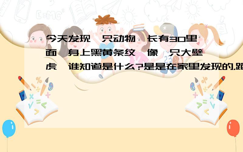 今天发现一只动物,长有30里面,身上黑黄条纹,像一只大壁虎,谁知道是什么?是是在家里发现的，跑了，没来的及拍照。主要是我们这里没有这样的动物，所以想问问