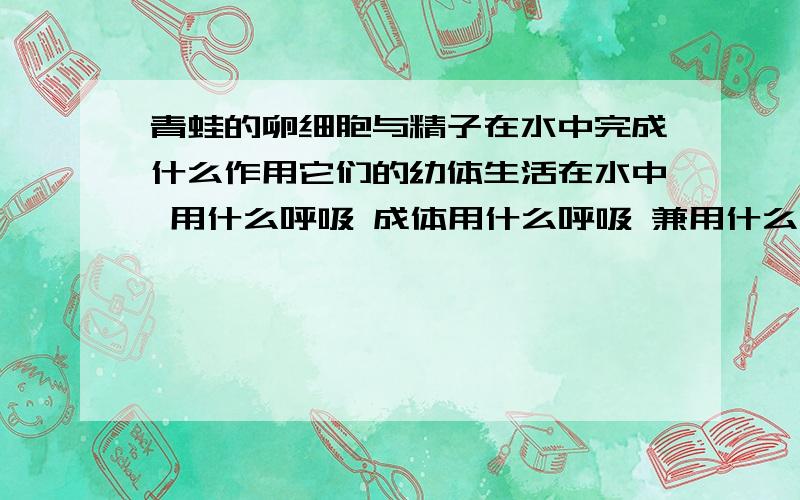 青蛙的卵细胞与精子在水中完成什么作用它们的幼体生活在水中 用什么呼吸 成体用什么呼吸 兼用什么呼吸