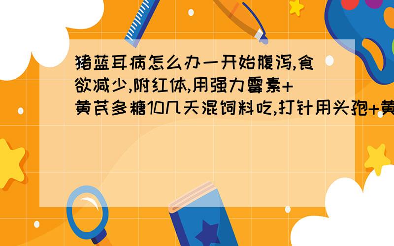 猪蓝耳病怎么办一开始腹泻,食欲减少,附红体,用强力霉素+黄芪多糖10几天混饲料吃,打针用头孢+黄芪多糖+血虫康5天了,都吃不消打了,还有要继续打吗?能不能给它们吃的啊,现在食欲慢慢好起