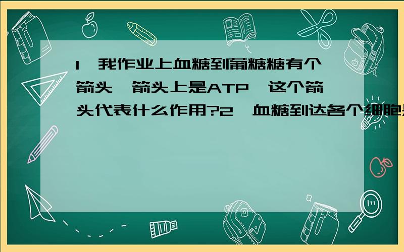 1、我作业上血糖到葡糖糖有个箭头,箭头上是ATP,这个箭头代表什么作用?2、血糖到达各个细胞是什么系统的什么作用?（我感觉是循环系统,什么作用喃?）3、血糖跟葡萄糖差别是什么?