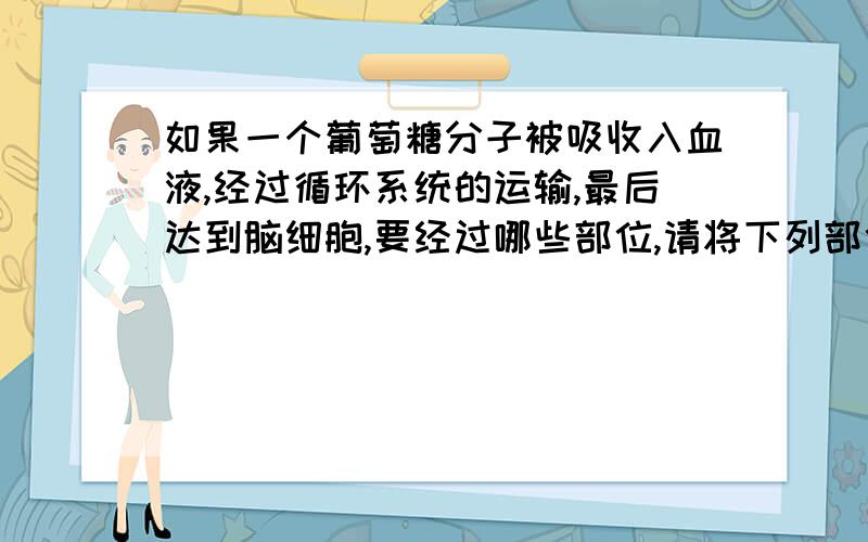 如果一个葡萄糖分子被吸收入血液,经过循环系统的运输,最后达到脑细胞,要经过哪些部位,请将下列部位名称按葡萄糖经过的顺序排列起来,上腔静脉,下腔静脉,肺动脉,肺静脉,主动脉,肝脏,左