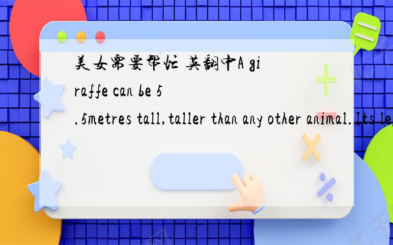 美女需要帮忙 英翻中A giraffe can be 5.5metres tall,taller than any other animal.Its legs are long and its neck is much longer.With its long neck,a giraffe can eat leaves in the tall trees.This is something that other animals can't do.A hippo