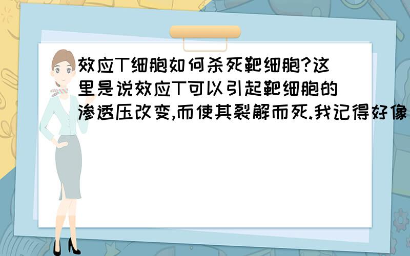 效应T细胞如何杀死靶细胞?这里是说效应T可以引起靶细胞的渗透压改变,而使其裂解而死.我记得好像是用啥酶来着吧?顺带个问题:抗原可由T细胞呈递给B细胞吗?为什么?