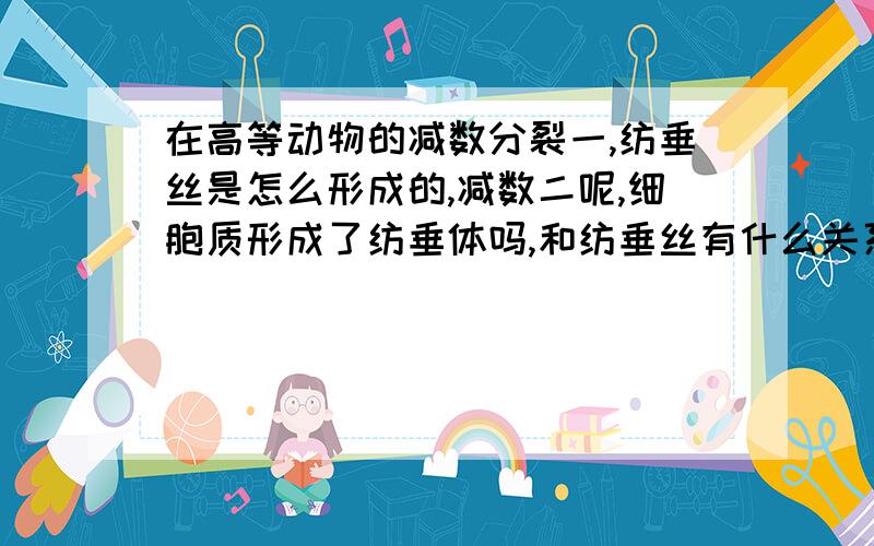 在高等动物的减数分裂一,纺垂丝是怎么形成的,减数二呢,细胞质形成了纺垂体吗,和纺垂丝有什么关系么