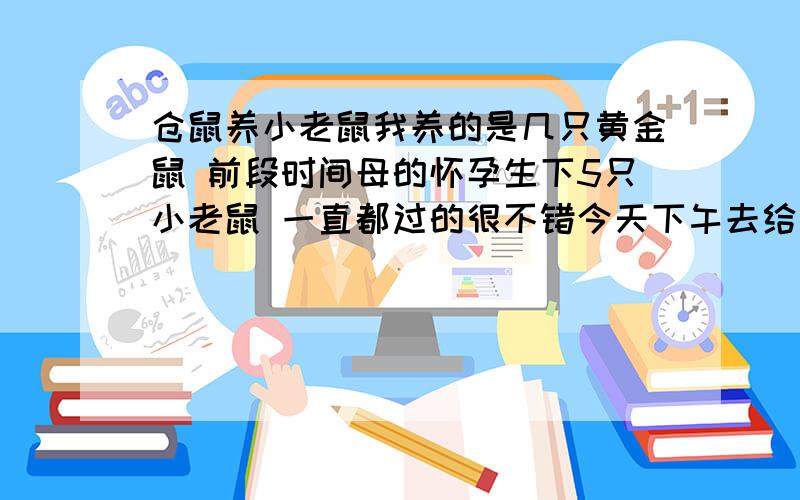 仓鼠养小老鼠我养的是几只黄金鼠 前段时间母的怀孕生下5只小老鼠 一直都过的很不错今天下午去给他们喂食看到母的老鼠一只耳朵已经往外翻,像断掉一样,1只眼睛已经睁不开 1只已经闭不