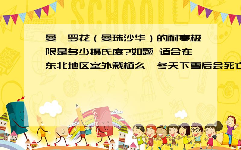 曼陀罗花（曼珠沙华）的耐寒极限是多少摄氏度?如题 适合在东北地区室外栽植么,冬天下雪后会死亡么?