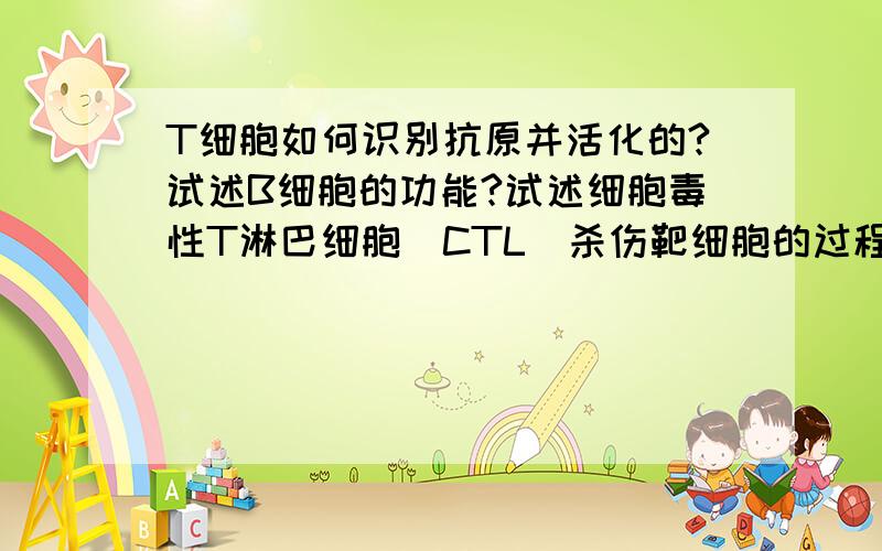 T细胞如何识别抗原并活化的?试述B细胞的功能?试述细胞毒性T淋巴细胞（CTL）杀伤靶细胞的过程和机理.