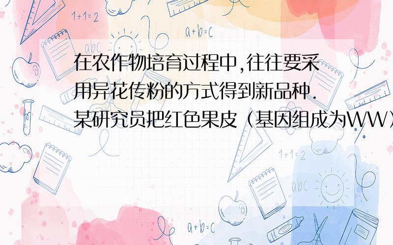 在农作物培育过程中,往往要采用异花传粉的方式得到新品种.某研究员把红色果皮（基因组成为WW）辣在农作物培育过程中,往往要采用异花传粉的方式得到新品种.某研究员把红色果皮（基因