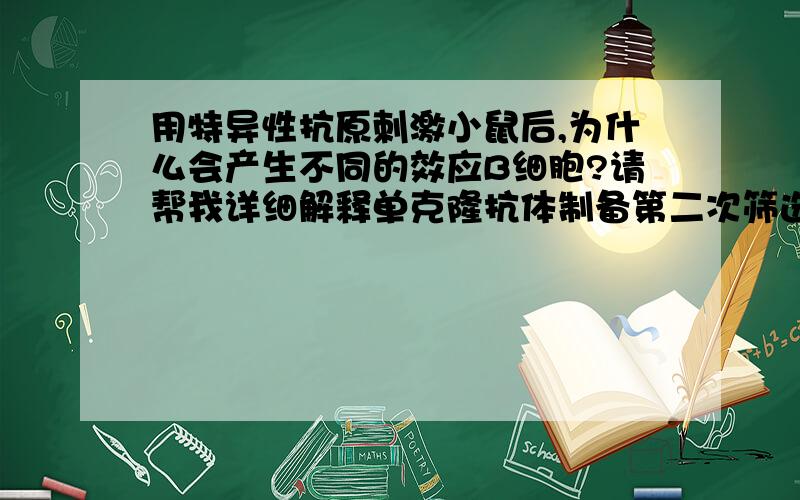 用特异性抗原刺激小鼠后,为什么会产生不同的效应B细胞?请帮我详细解释单克隆抗体制备第二次筛选