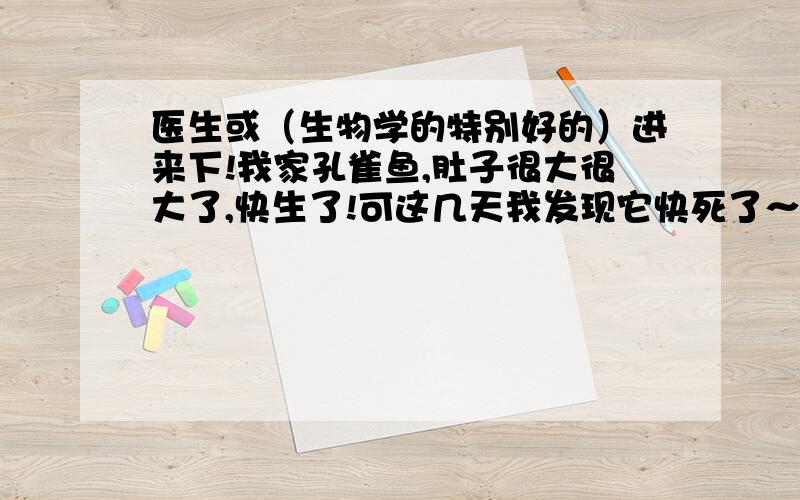 医生或（生物学的特别好的）进来下!我家孔雀鱼,肚子很大很大了,快生了!可这几天我发现它快死了～我敢肯定活不过明天!所以我想让她刨腹产,以保住小鱼!（别怪我残忍）可不可以把母鱼杀