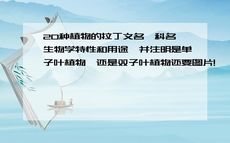 20种植物的拉丁文名、科名、生物学特性和用途,并注明是单子叶植物,还是双子叶植物还要图片!