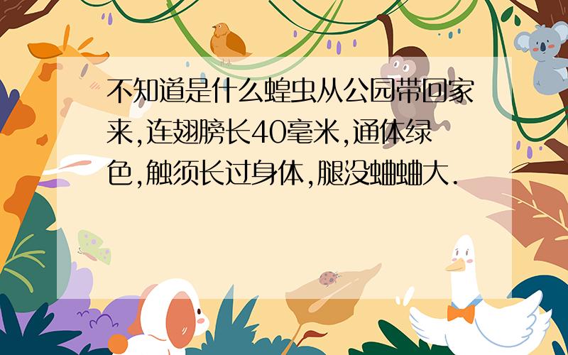 不知道是什么蝗虫从公园带回家来,连翅膀长40毫米,通体绿色,触须长过身体,腿没蛐蛐大.