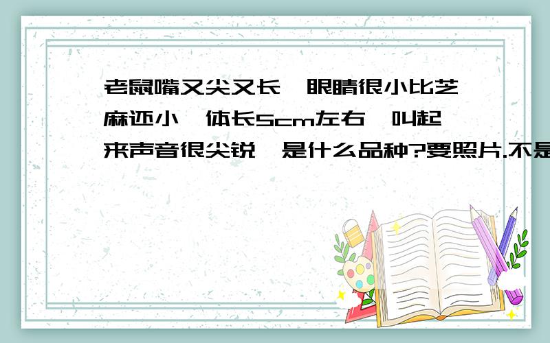 老鼠嘴又尖又长,眼睛很小比芝麻还小,体长5cm左右,叫起来声音很尖锐,是什么品种?要照片.不是鼹鼠.那老鼠是在家里抓到的 不是仓鼠 没仓鼠那么可爱头到鼻子的距离很长而且越来越尖