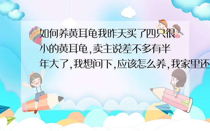 如何养黄耳龟我昨天买了四只很小的黄耳龟,卖主说差不多有半年大了,我想问下,应该怎么养,我家里还养过一直大的金钱龟,这个到好养,除了不吃人什么都吃,但是小的黄耳昨天是死活不吃东西