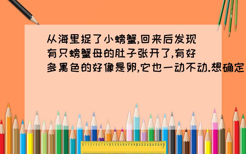 从海里捉了小螃蟹,回来后发现有只螃蟹母的肚子张开了,有好多黑色的好像是卵,它也一动不动.想确定下,那是不是卵,是的话,我该怎么办,我想让他们孵化出来