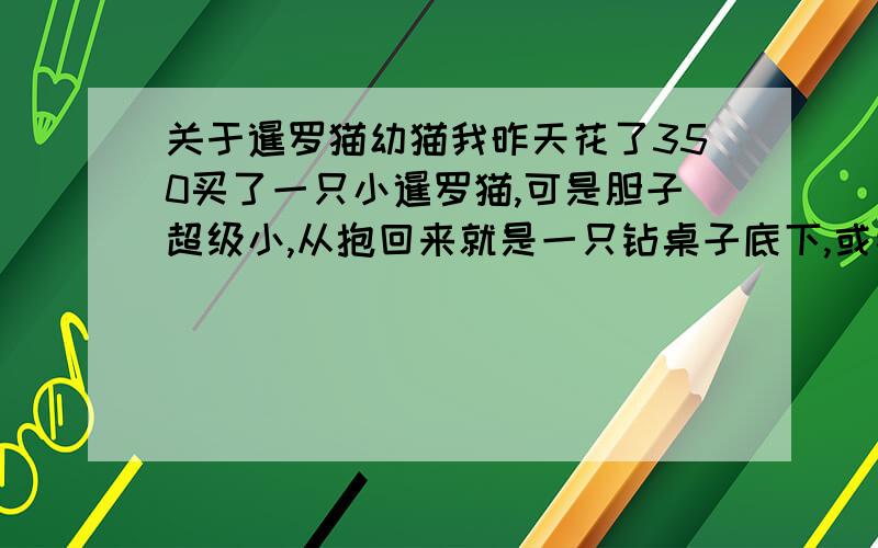 关于暹罗猫幼猫我昨天花了350买了一只小暹罗猫,可是胆子超级小,从抱回来就是一只钻桌子底下,或者沙发一些角落里,我也弄不出来它,偶尔吃东西,吃完了又钻回去,然后叫声不断,第一天叫了