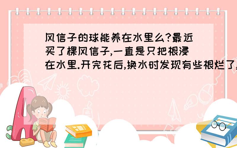 风信子的球能养在水里么?最近买了棵风信子,一直是只把根浸在水里.开完花后,换水时发现有些根烂了,现在把它放在容器里总是斜着,立不起来.今天把球根一起放到了水里.这样行么?如果不行,