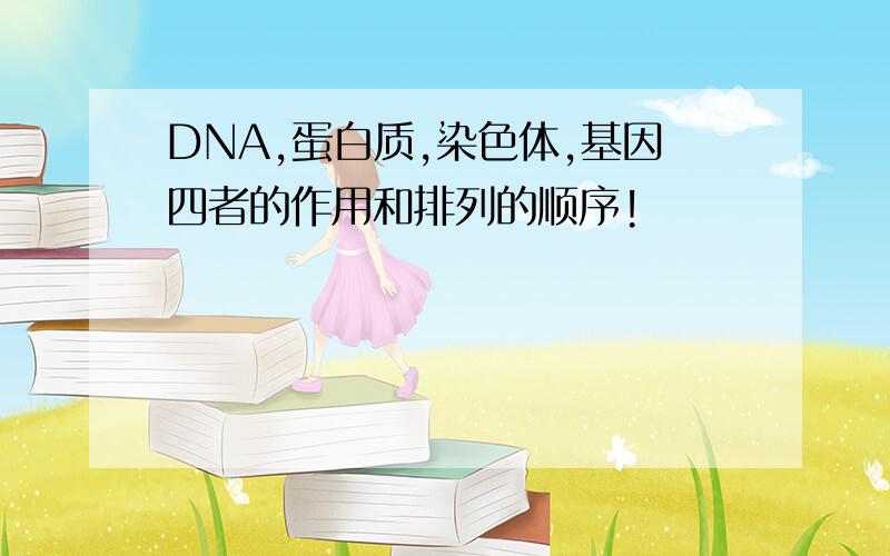 DNA,蛋白质,染色体,基因四者的作用和排列的顺序!