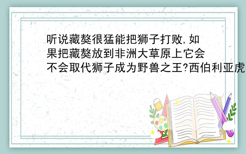 听说藏獒很猛能把狮子打败,如果把藏獒放到非洲大草原上它会不会取代狮子成为野兽之王?西伯利亚虎和阿拉斯加棕熊藏獒是不是也能将其打败?：） 不考虑环境的问题,就凶猛程度而言哪个