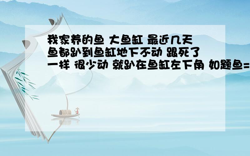 我家养的鱼 大鱼缸 最近几天鱼都趴到鱼缸地下不动 跟死了一样 很少动 就趴在鱼缸左下角 如题鱼=锦鲤 鱼缸是1米半×2米 鱼全部集中在崩那里不动 而且水总发混 昨天死了一条 今天又死了一