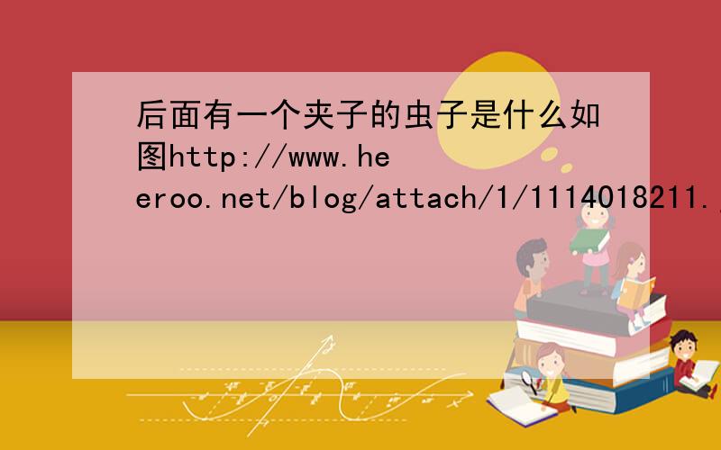 后面有一个夹子的虫子是什么如图http://www.heeroo.net/blog/attach/1/1114018211.jpg是不是蟑螂?家中卫生间里经常见到.