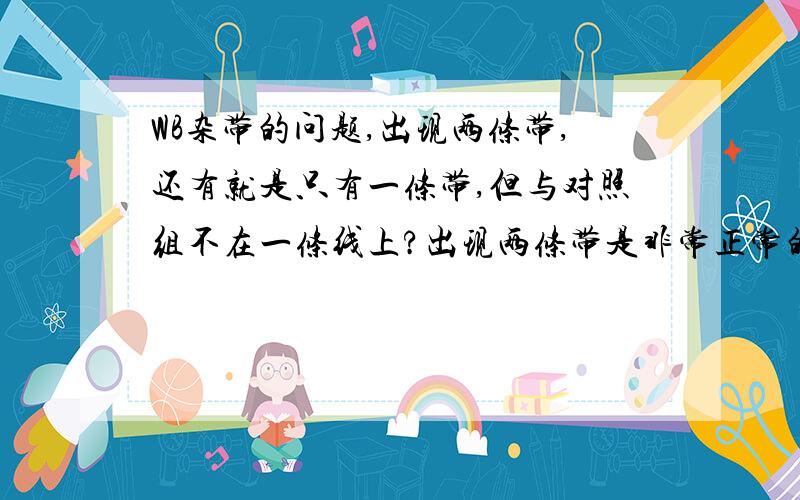 WB杂带的问题,出现两条带,还有就是只有一条带,但与对照组不在一条线上?出现两条带是非常正常的现象