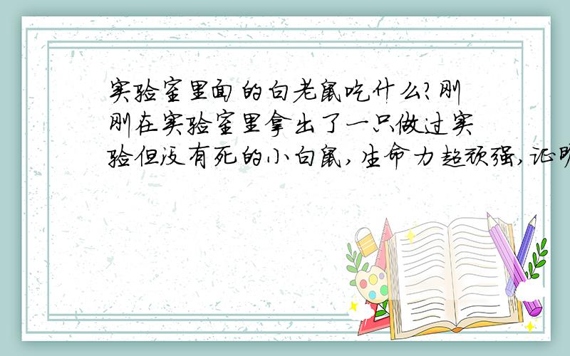 实验室里面的白老鼠吃什么?刚刚在实验室里拿出了一只做过实验但没有死的小白鼠,生命力超顽强,证明我跟他有缘啦!我跟同学各拿了一只来养,但他们吃什么的呢?还有他们居住的环境呢?怎么