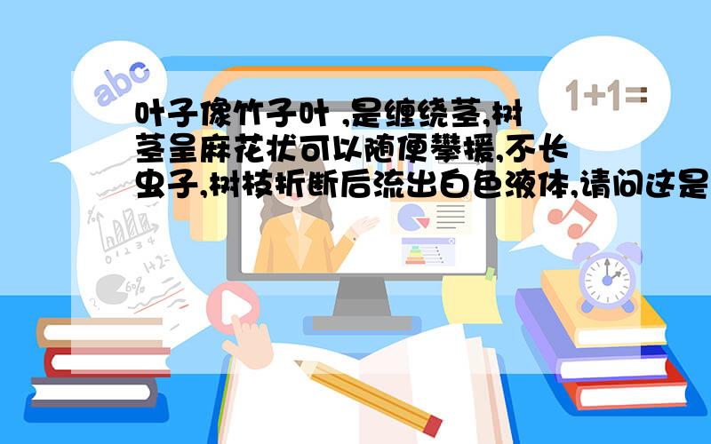 叶子像竹子叶 ,是缠绕茎,树茎呈麻花状可以随便攀援,不长虫子,树枝折断后流出白色液体,请问这是什么