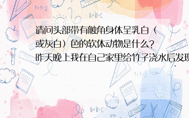 请问头部带有触角身体呈乳白（或灰白）色的软体动物是什么?昨天晚上我在自己家里给竹子浇水后发现花盆里钻出来了个虫子，上个月曾发现过这种软体动物，但不知道是从哪里来的。它身