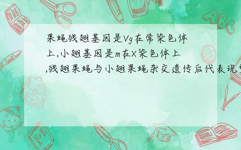 果蝇残翅基因是Vg在常染色体上,小翅基因是m在X染色体上,残翅果蝇与小翅果蝇杂交遗传后代表现型是什么?这两个基因谁是压倒式遗传?